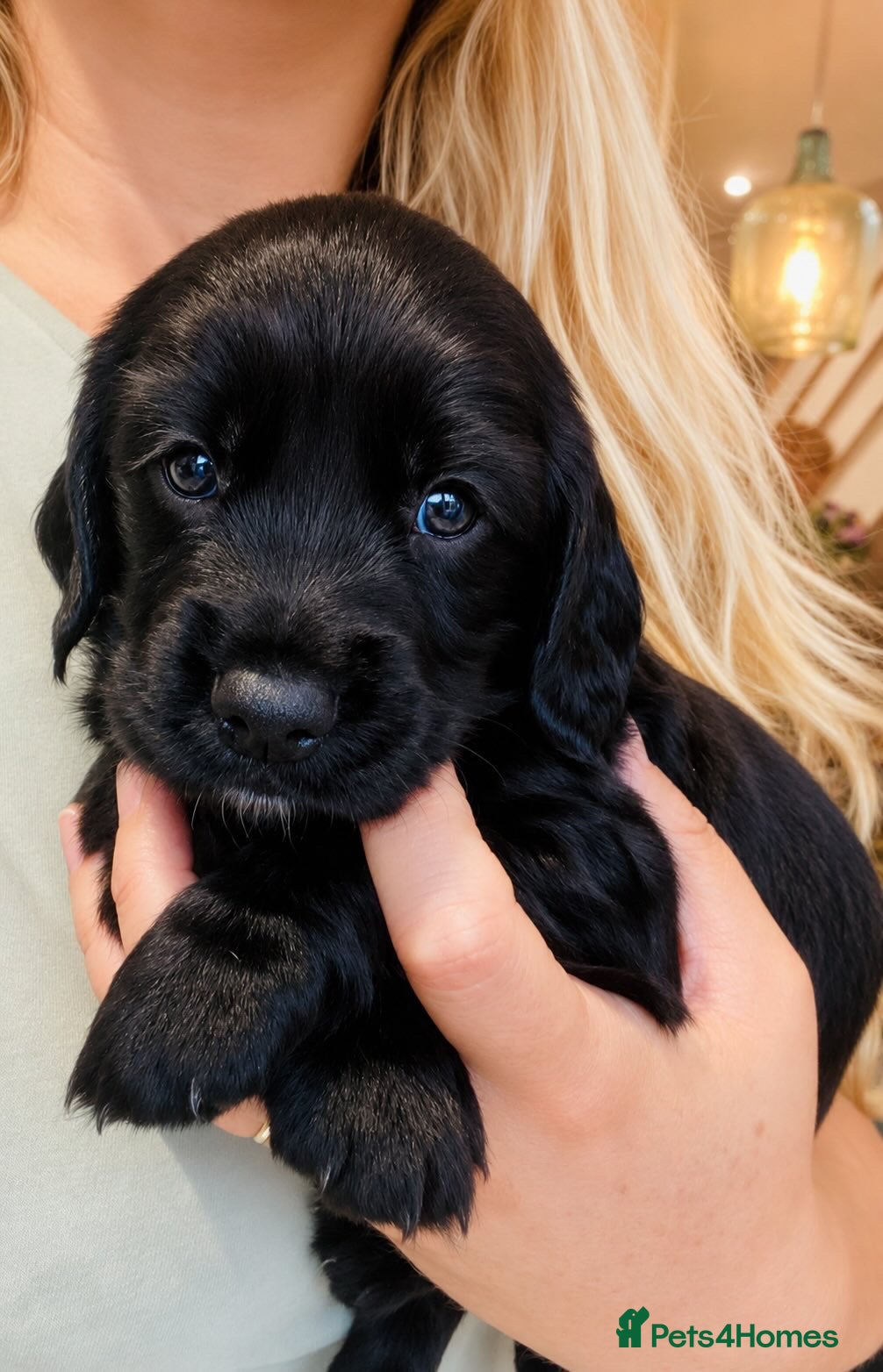 Sprocker dogs Beautiful Working Cocker Puppies. - Advert 2