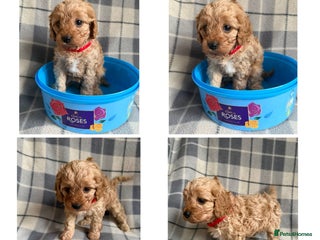 Cavapoo dogs Beautiful toy cavapoo puppies - Advert 17