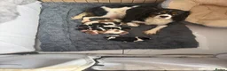 Cavalier King Charles Spaniel dogs for sale: 🐶Kc cavalier dna clear puppies 🐶4 boys left - Advert 31