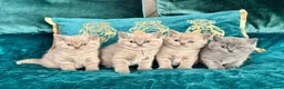 British Shorthair cats for sale: 🇬🇧👑🇬🇧💙British Shorthair😻💙Gccf chunky girls - Advert 4