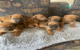 Rhodesian Ridgeback dogs for sale: KC reg Rhodesian Ridgeback puppies - Image 13