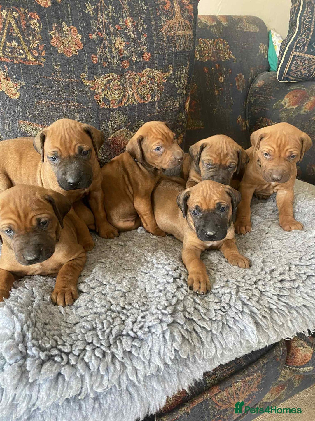 Rhodesian Ridgeback dogs for sale: KC reg Rhodesian Ridgeback puppies - Image 13