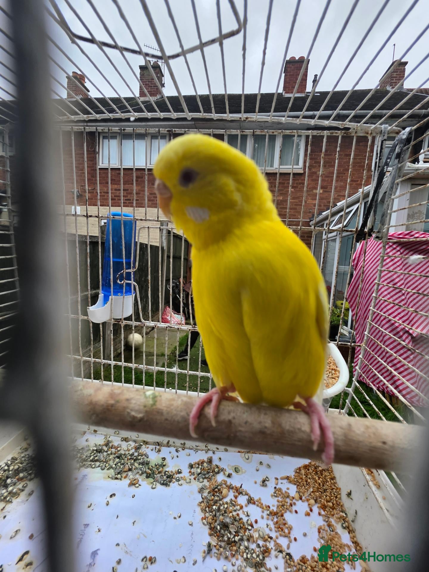 Budgerigars birds for sale: Beautiful budgies for sale  - Advert 1