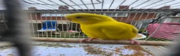 Budgerigars birds for sale: Beautiful budgies for sale  - Advert 1