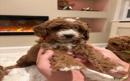 Cavapoo dogs for sale: Outstanding F1B Cavapoo puppies - Image 13