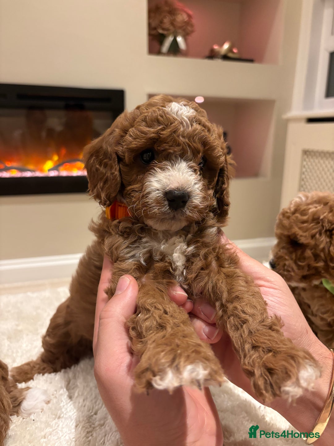 Cavapoo dogs for sale: Outstanding F1B Cavapoo puppies - Image 13