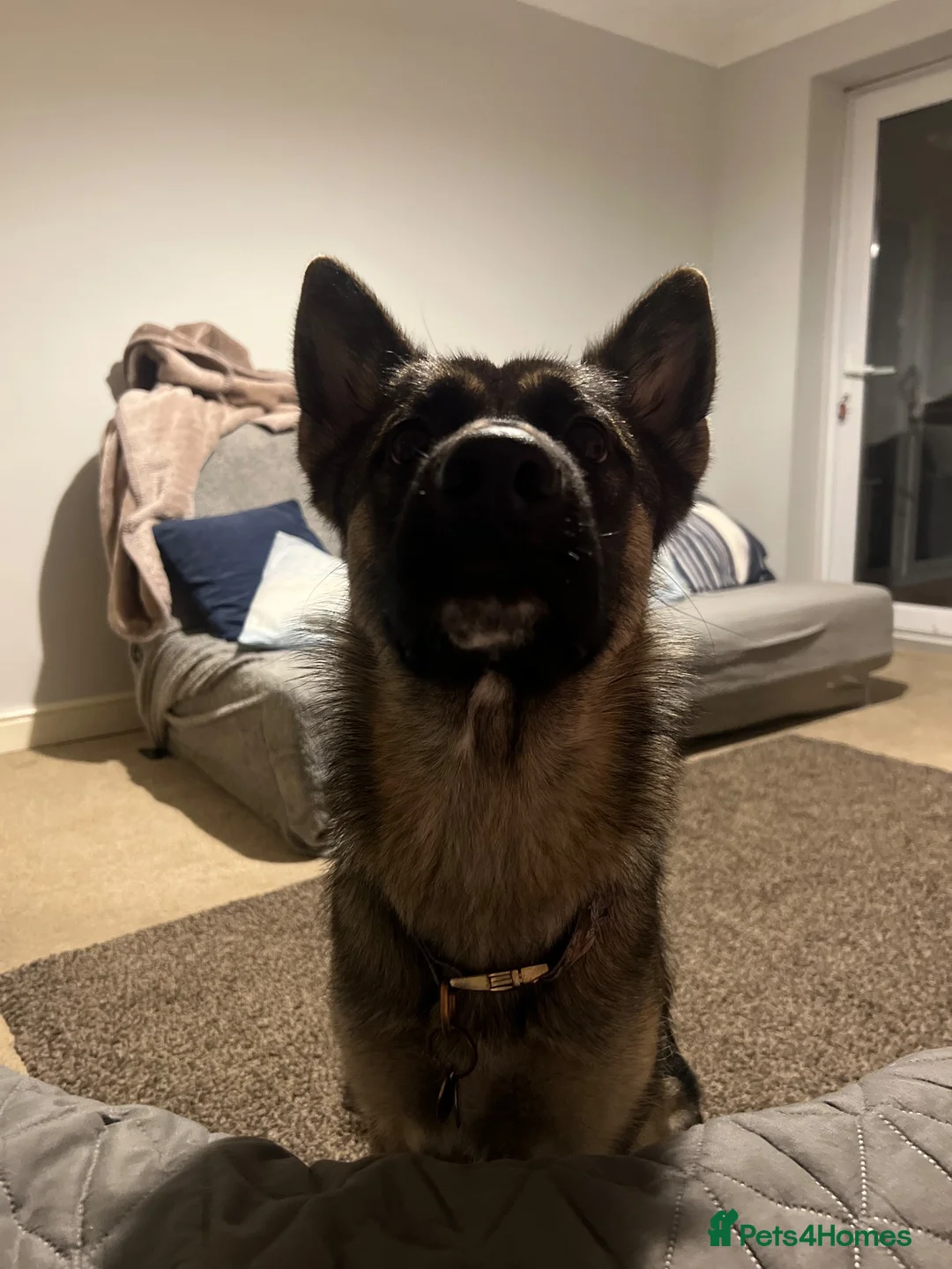 German Shepherd dogs for sale: German shepherd  - Advert 2