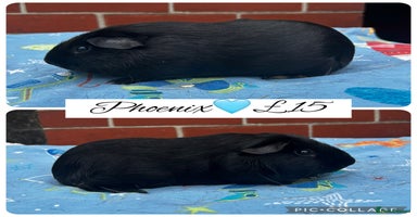 Guinea Pig rodents - Advert 2