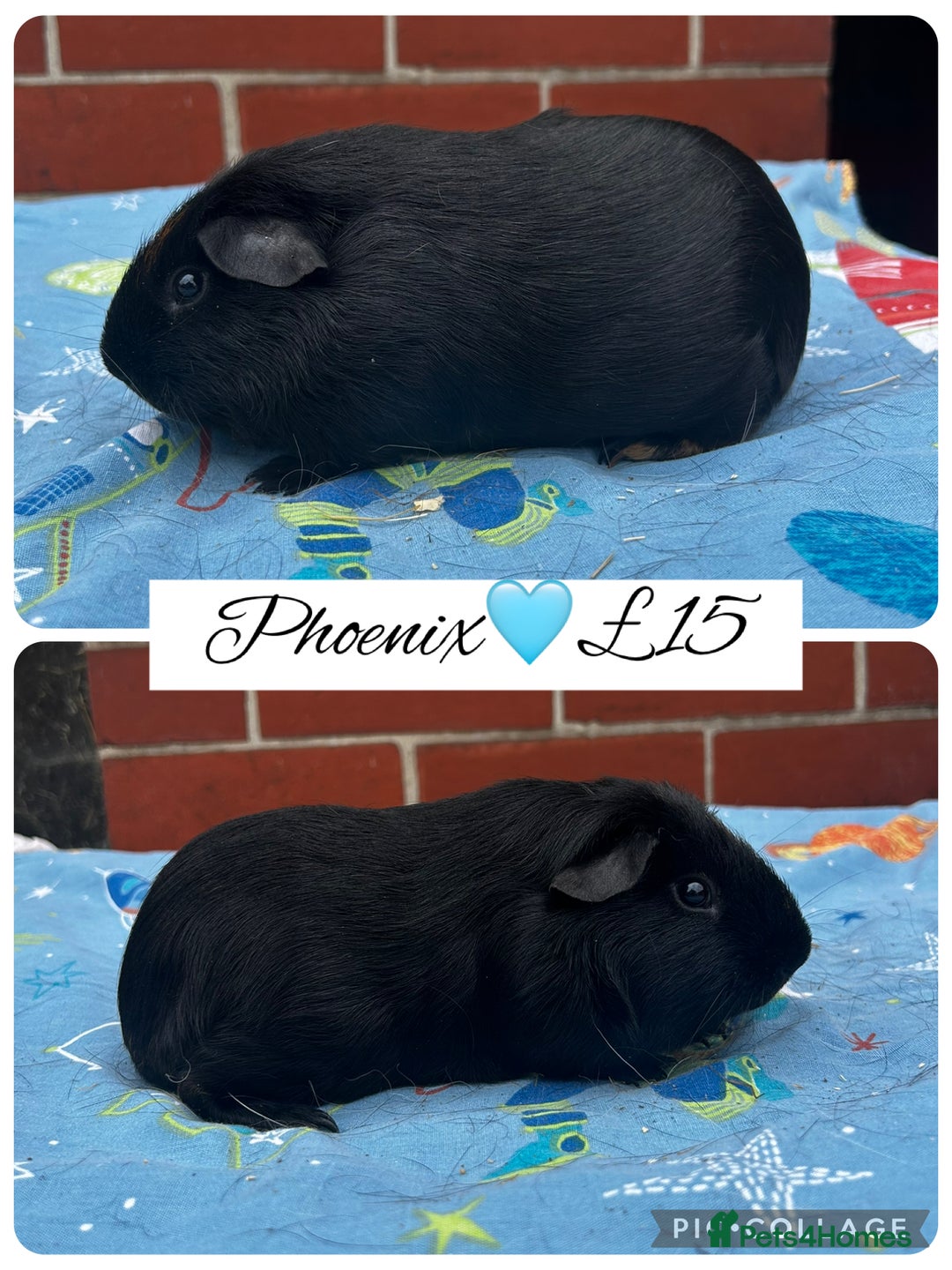 Guinea Pig rodents for sale: Guinea pig boars  - Image 15