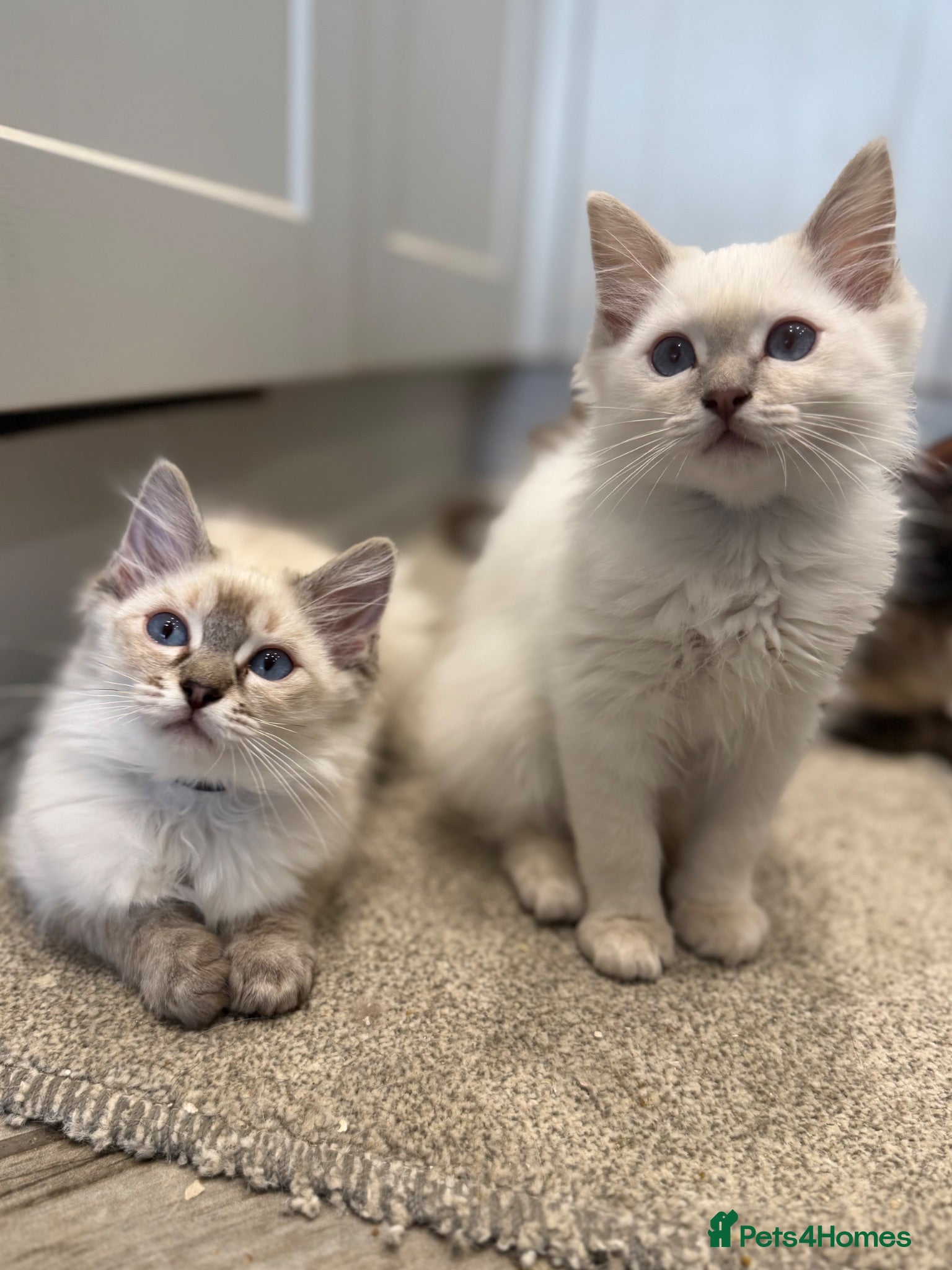 Ragdoll cats     💙 Stunning Pedigree Ragdoll Kittens GCCF - Advert 1