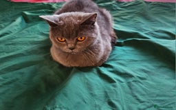 Scottish Fold cats for sale: READY NOW SCOTTISH FOLDS in Southampton - Image 13