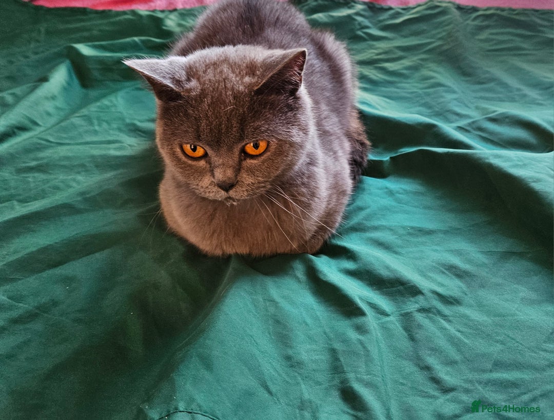 Scottish Fold cats for sale: READY NOW SCOTTISH FOLDS in Southampton - Image 13