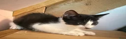 Mixed Breed cats for sale: Stunning polydactyl kittens - Advert 18