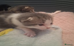Mixed Breed cats for sale: Mixed Bengal Kittens  - Image 4