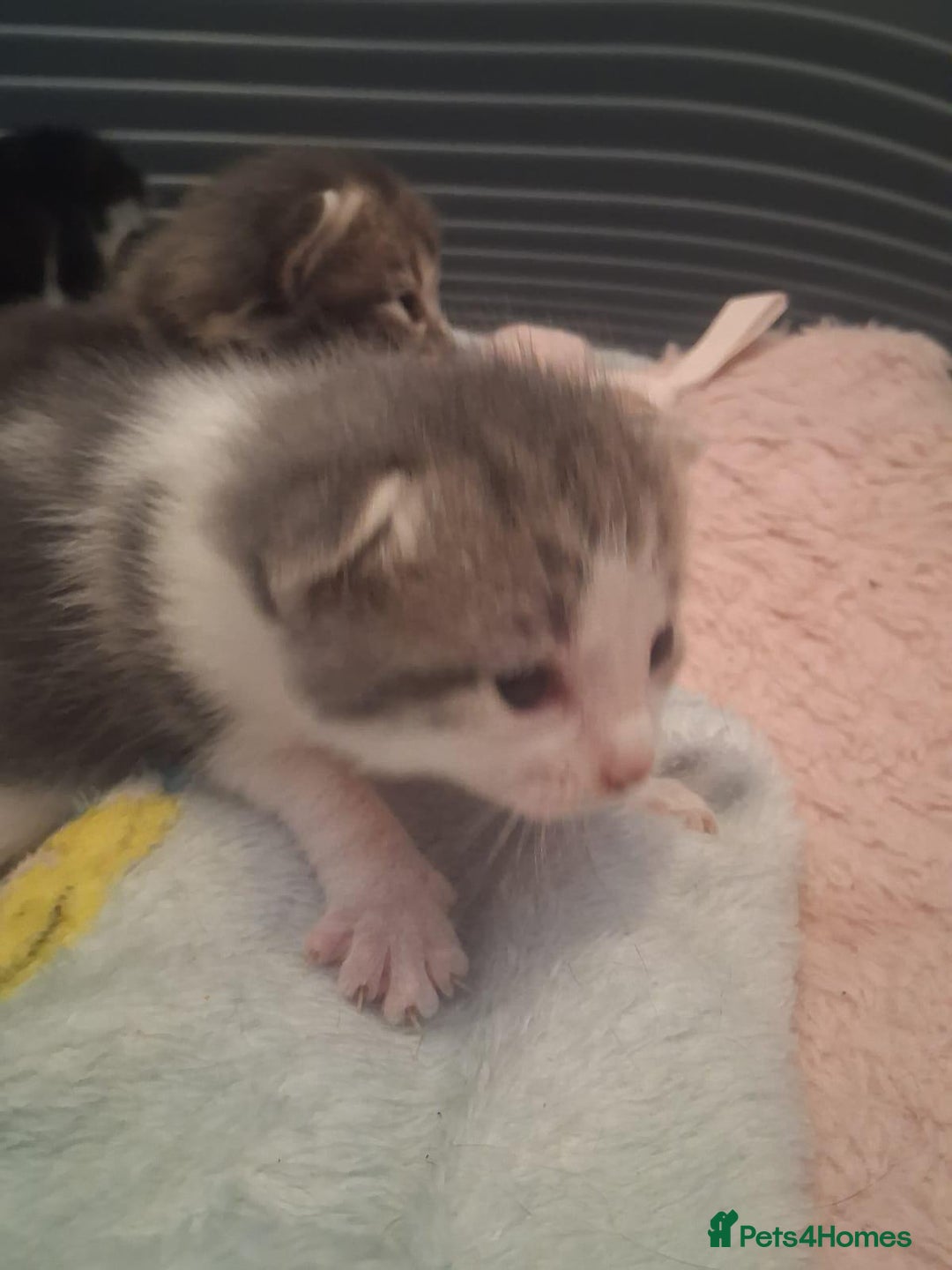 Mixed Breed cats for sale: Mixed Bengal Kittens  - Image 4