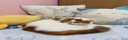 Exotic cats for sale: Beautiful exotic boy - Advert 4