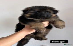 German Shepherd dogs for sale: BIG BONDED, LONG HAIRED GSD PUPPYS  - Image 23