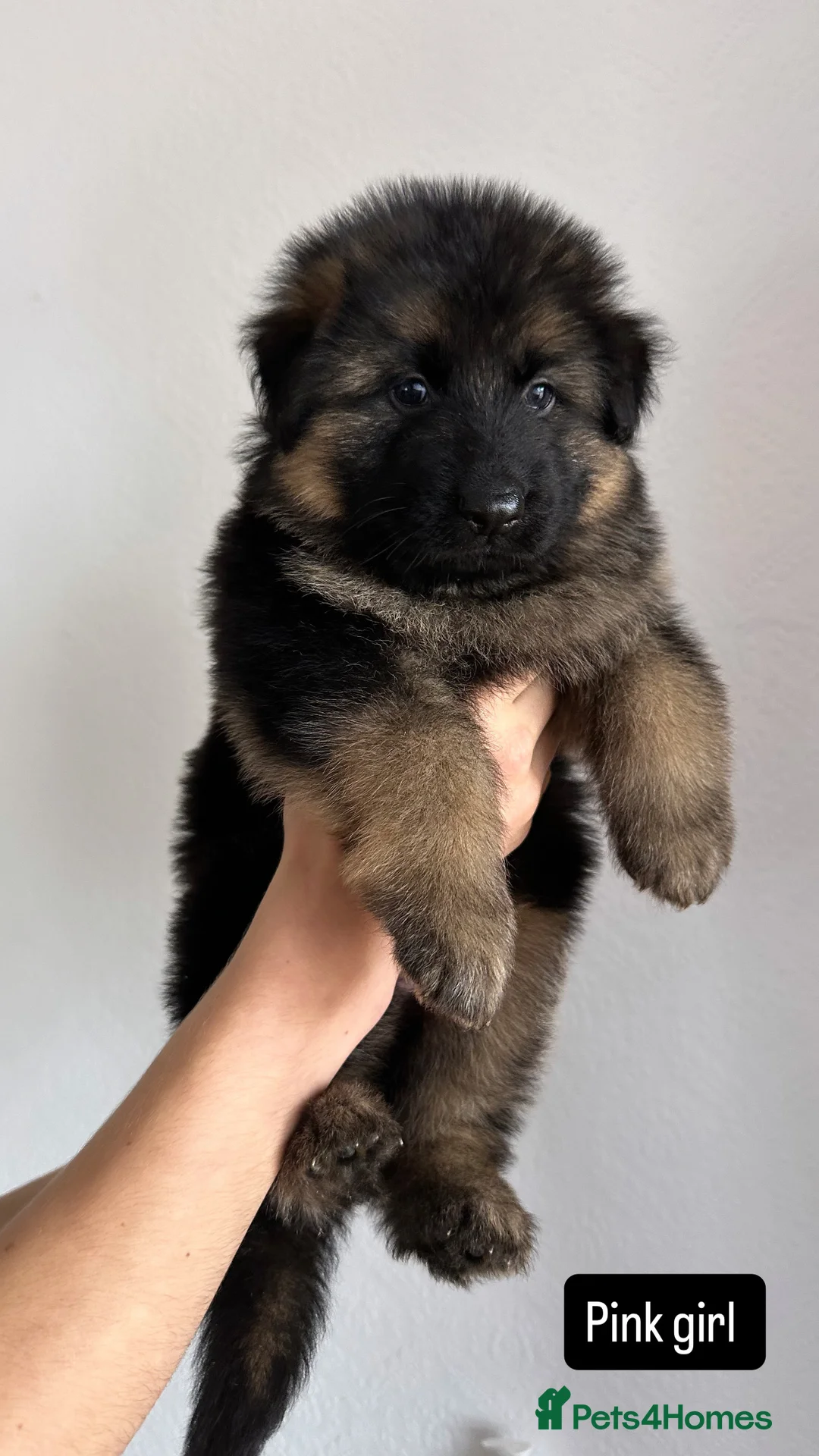 German Shepherd dogs for sale: WAITING LIST 2026 BIG BONDED, LONG HAIRED PUPPYS  - Advert 22