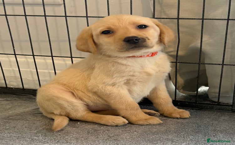 Labrador Retriever dogs - Advert 3