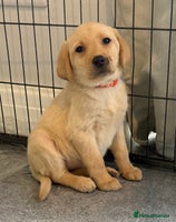Labrador Retriever dogs - Advert 11