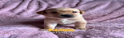 Labrador Retriever dogs for sale: Pure Labrador Retriever/ KC registered  - Advert 36