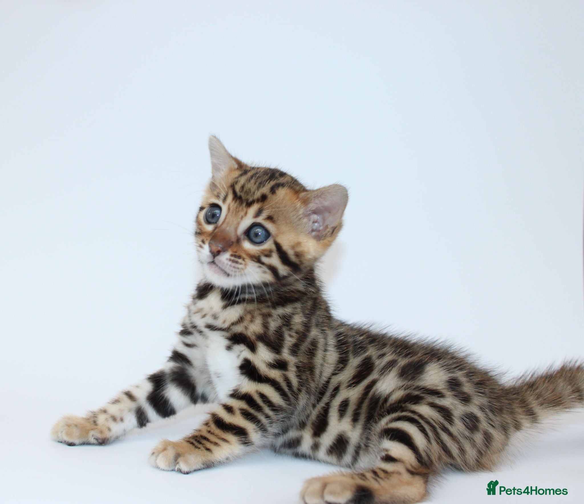 Bengal cats 🔥 Beautiful Bengal girl🔥 - Advert 1