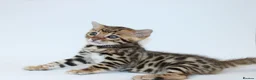 Bengal cats for sale: 🔥 Beautiful Bengal girl🔥 - Advert 1