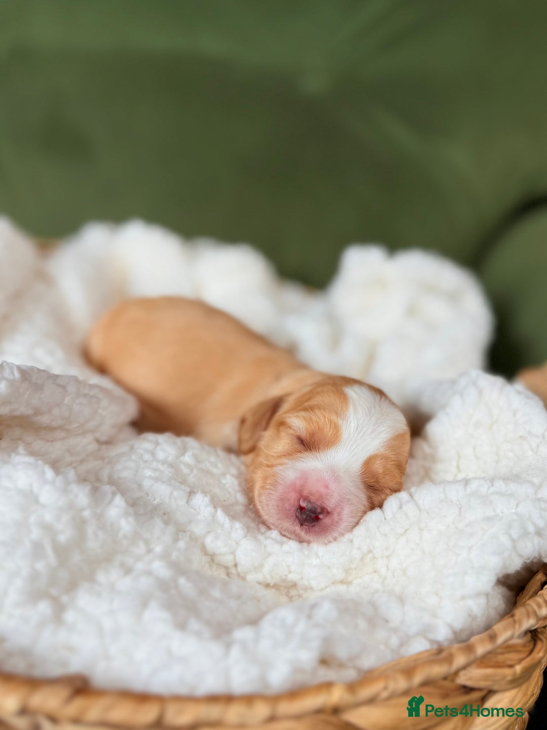 Australian Labradoodle dogs for sale: Multigen Australian Labradoodle Puppies Available! - Advert 3