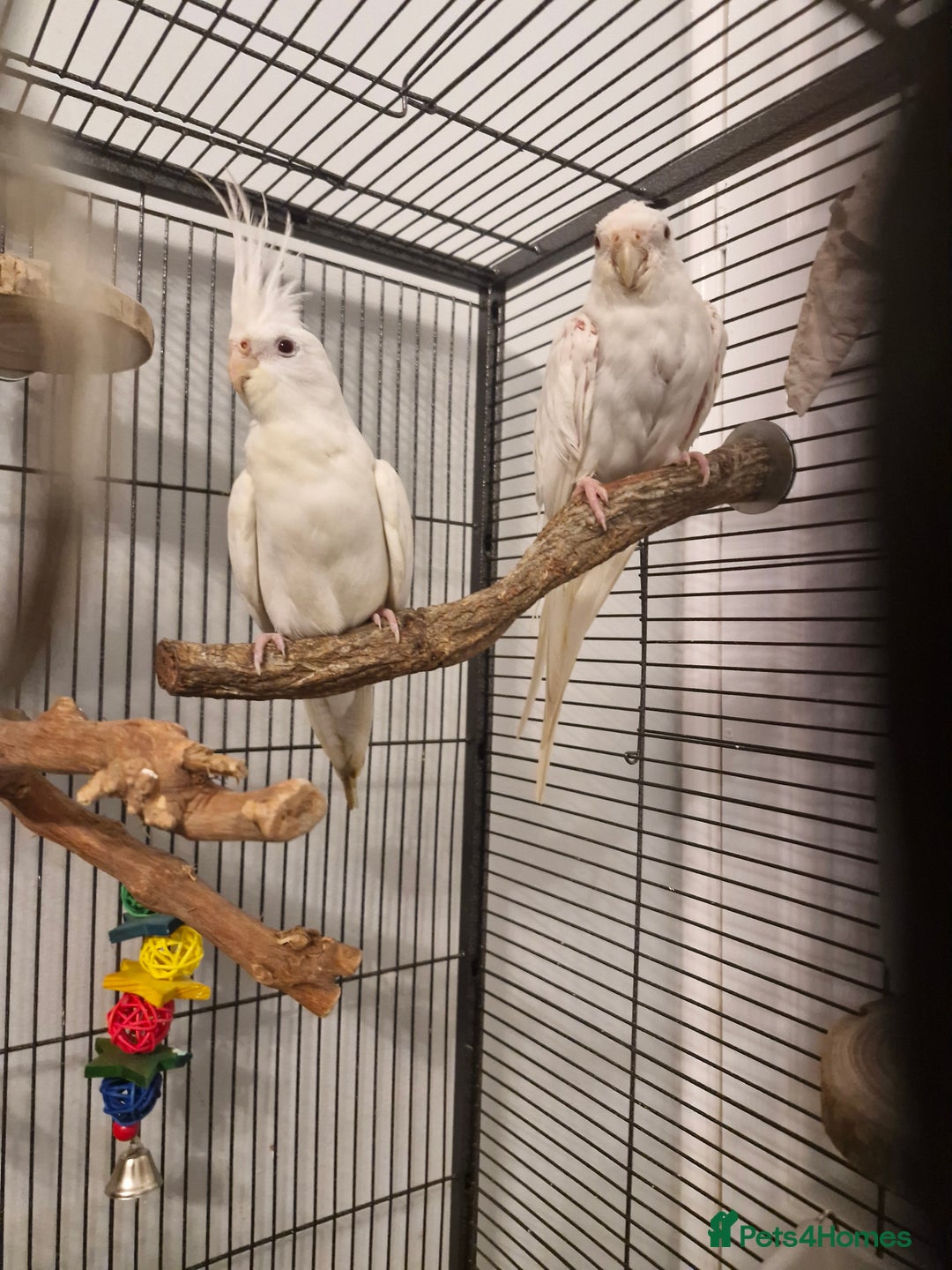 Cockatiels birds for sale: Cockatiel  - Advert 13