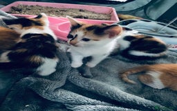 Mixed Breed cats for sale: Fluffy ginger & short fur calico 🐱🤩 - Image 6