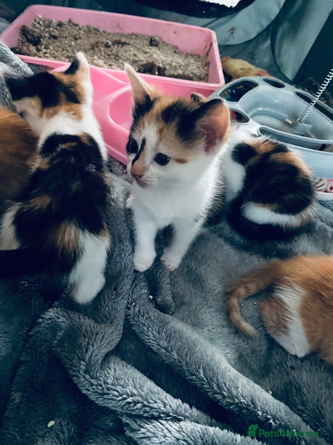 Mixed Breed cats for sale: Fluffy ginger & short fur calico 🐱🤩 - Image 6