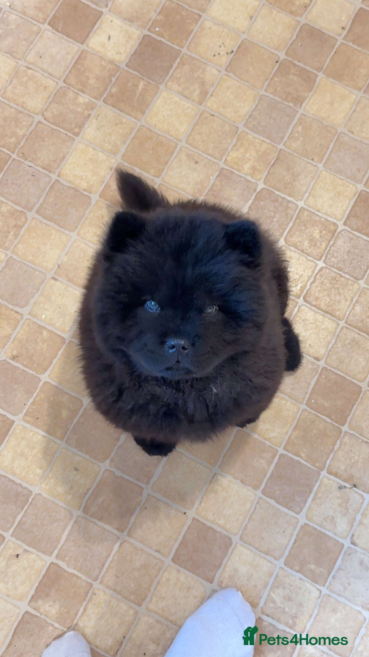 Chow Chow dogs Last female reduced! Ready to leave now!!  - Advert 11
