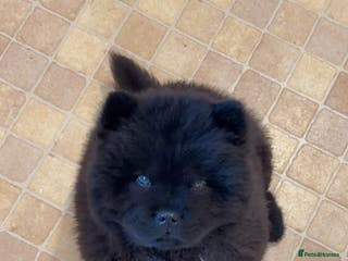 Chow Chow dogs Last female reduced! Ready to leave now!! - Advert 4