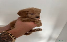 Cockapoo dogs for sale: cockapoo puppies  - Image 12