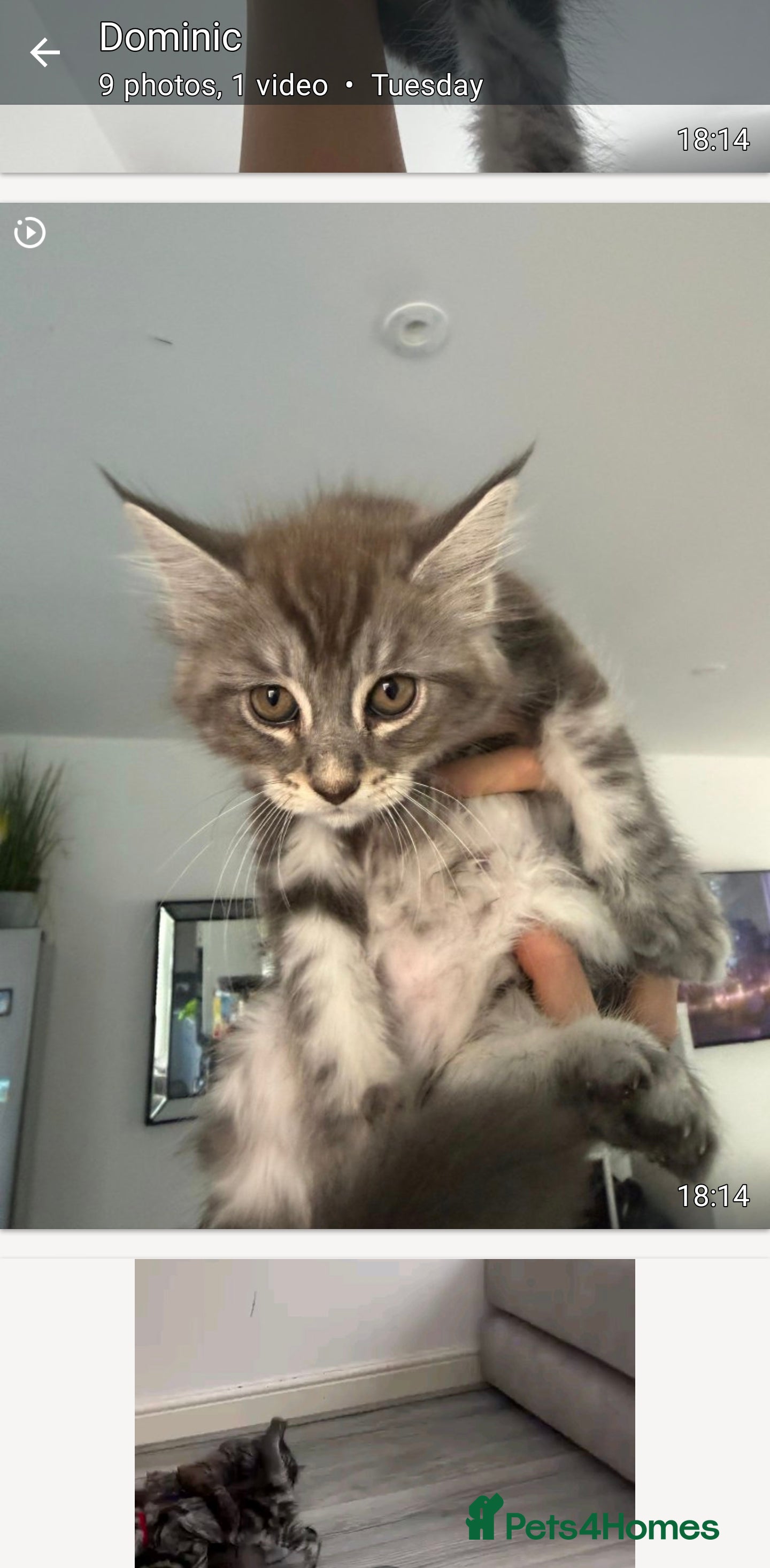 Maine Coon cats Main coon kittens ready now - Advert 2