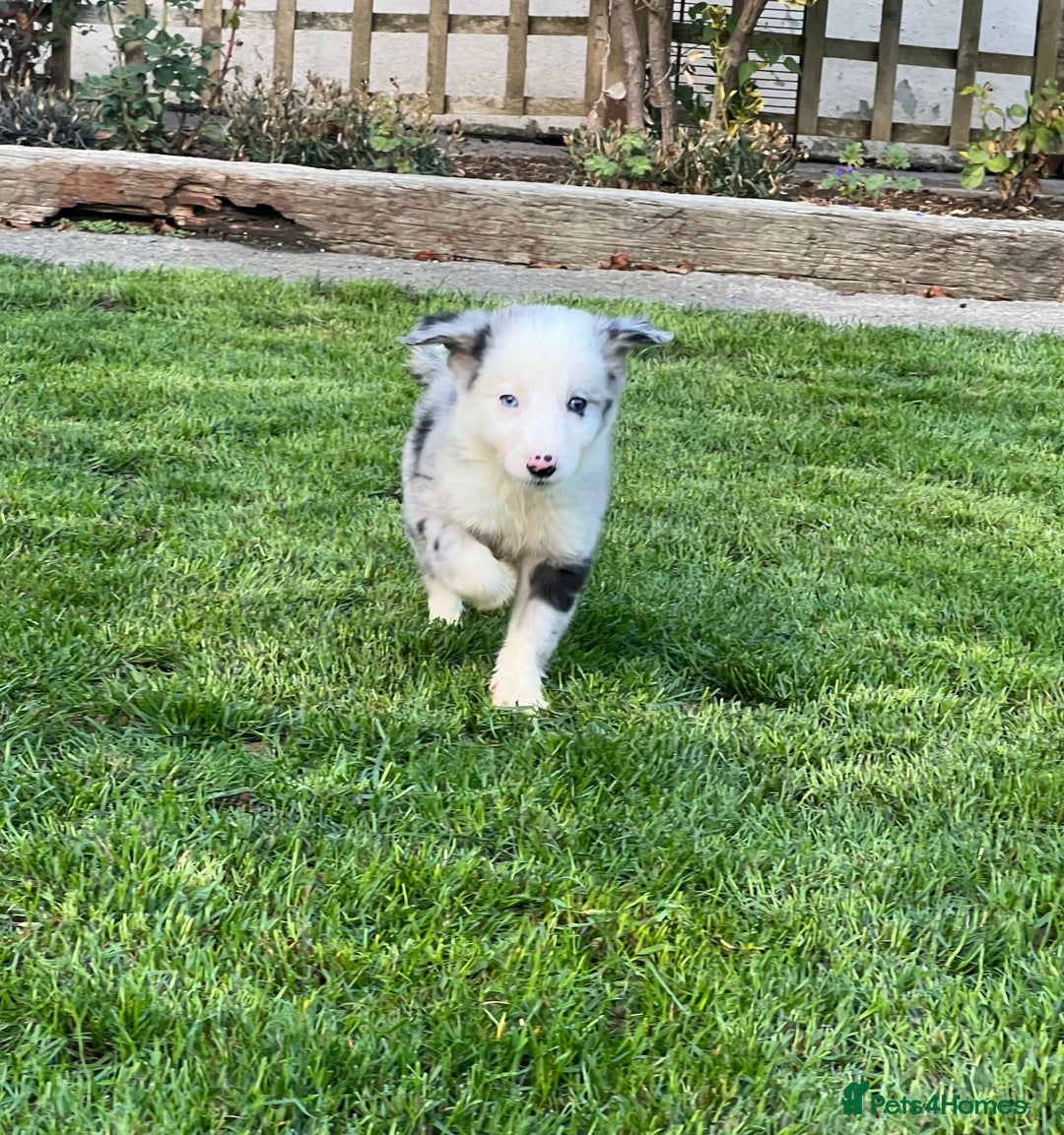 Border Collie dogs for sale: Border Collies READY NOW - Image 14