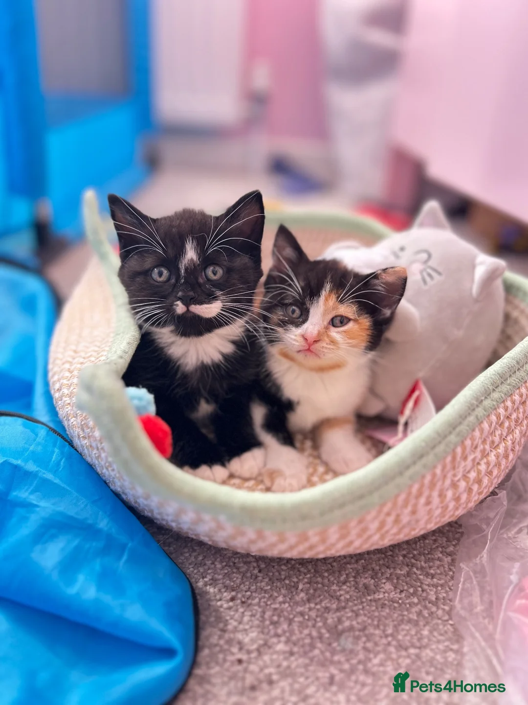 British Shorthair cats for sale: British Shorthair Ragdoll Kittens - Advert 2