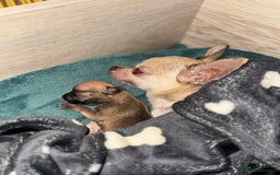 Chihuahua dogs for sale: Chihuahua puppies 8 weeks old  - Image 10