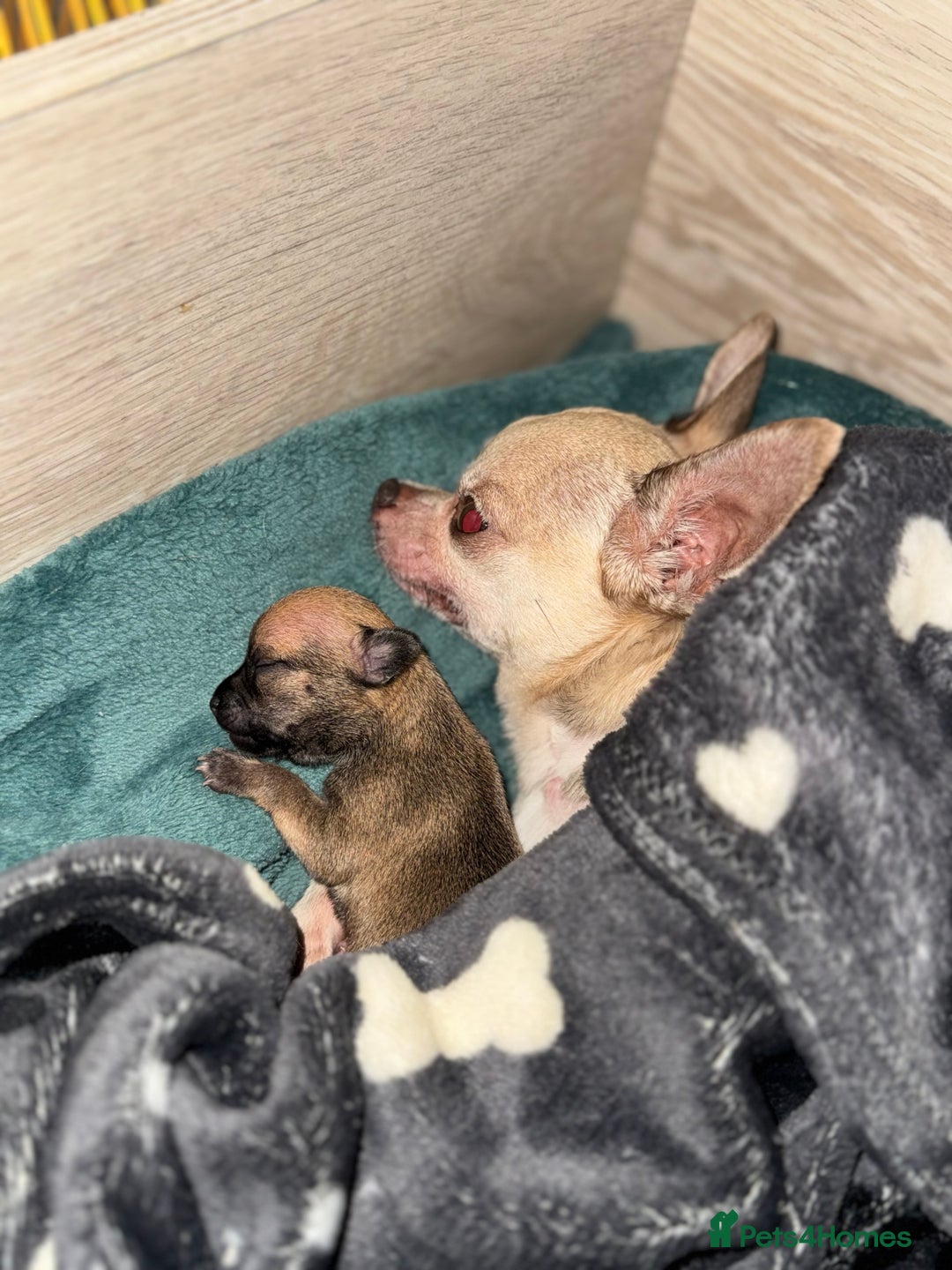 Chihuahua dogs for sale: Chihuahua puppies 8 weeks old  - Image 10