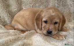 Cockerdor dogs for sale: Adorable f1 cockerdor puppies - Image 31