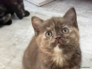 British Shorthair cats RARE GCCF REG CHOCOLATE TORTIE FEMALE - Advert 1