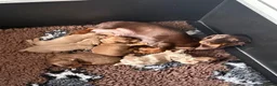 Miniature Dachshund dogs for sale: 🐾MINIATURE DACHSHUND PUPPIES🐾 - Advert 5
