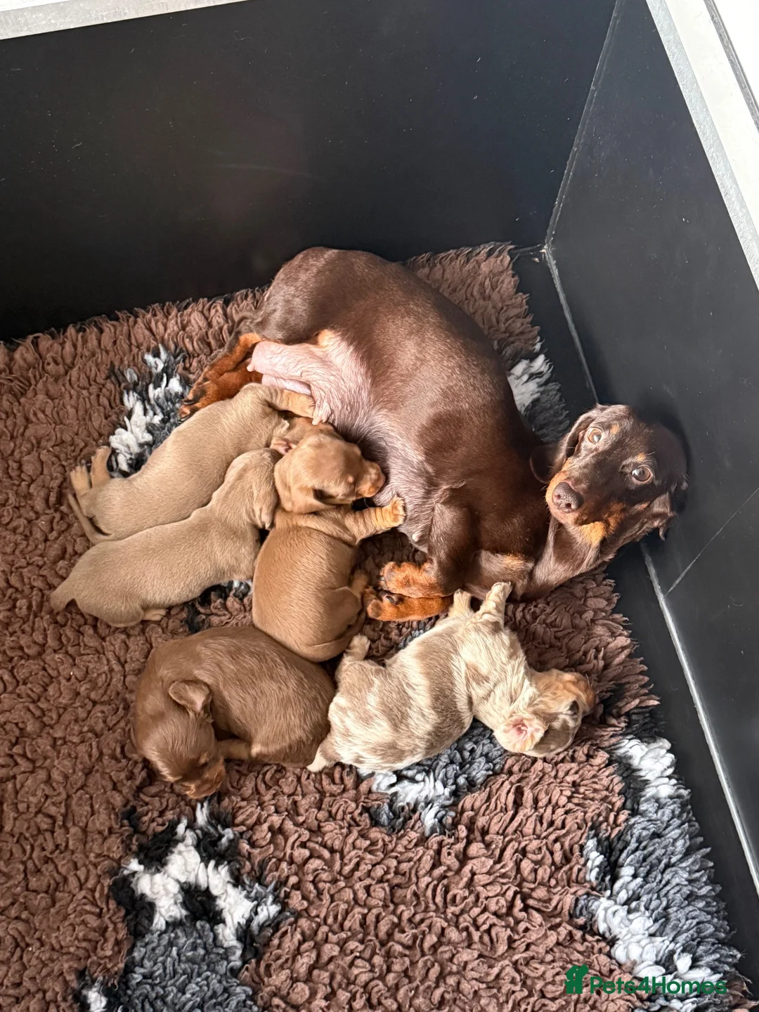 Miniature Dachshund dogs for sale: 🐾MINIATURE DACHSHUND PUPPIES🐾 - Advert 5