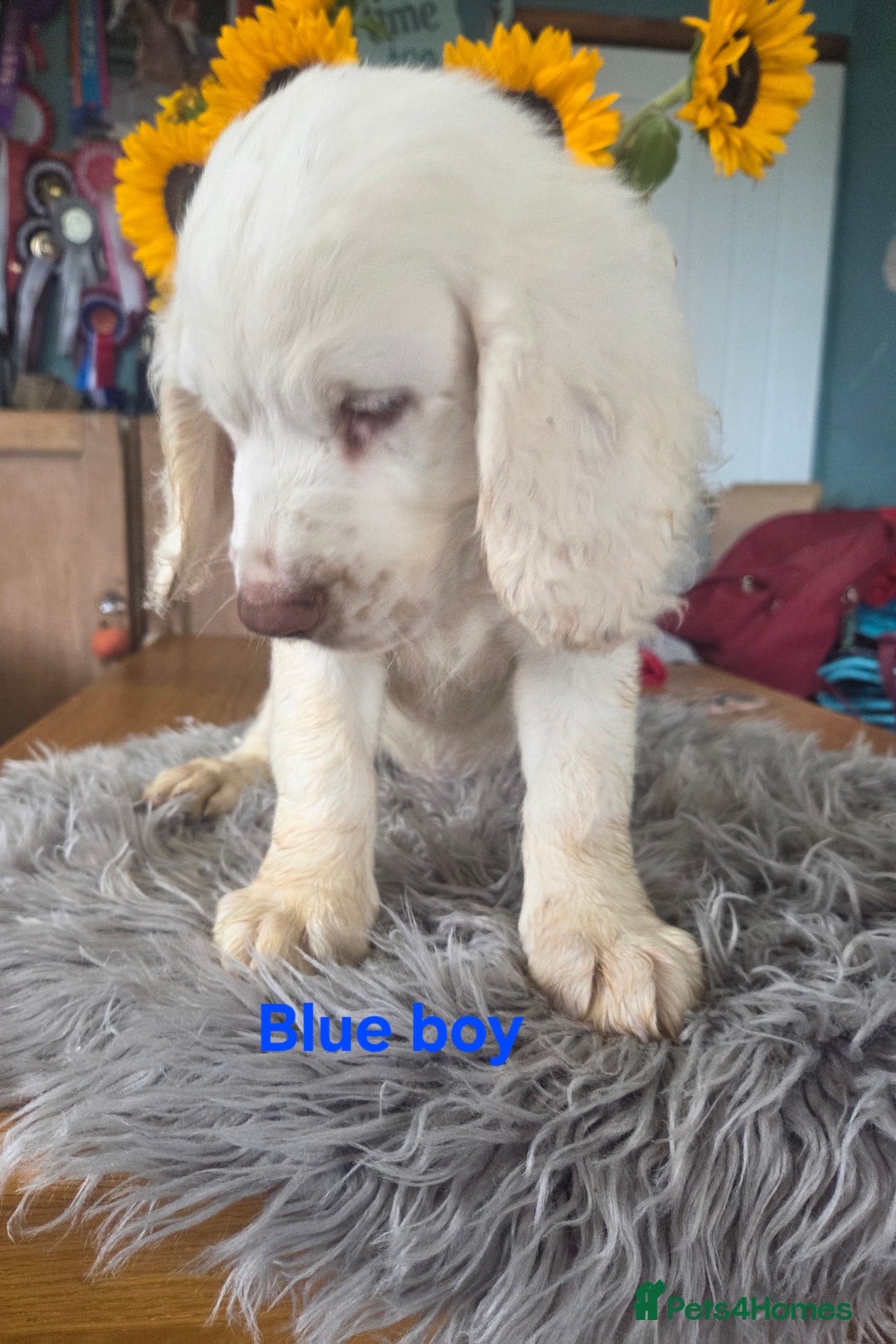 Clumber Spaniel dogs for sale: ***sold pending collection ***Clumber spaniel KC  - Image 3