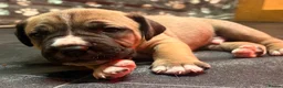 Mastiff dogs for sale: Mastiff hybrids  - Advert 21