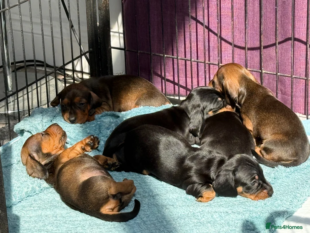 Miniature Dachshund dogs for sale: Miniature Smooth KC reg quality pups  - Advert 8
