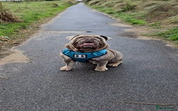 English Bulldog dogs for stud: Lowkey, Pink & Fluffy carrier Proven Stud!  - Image 5