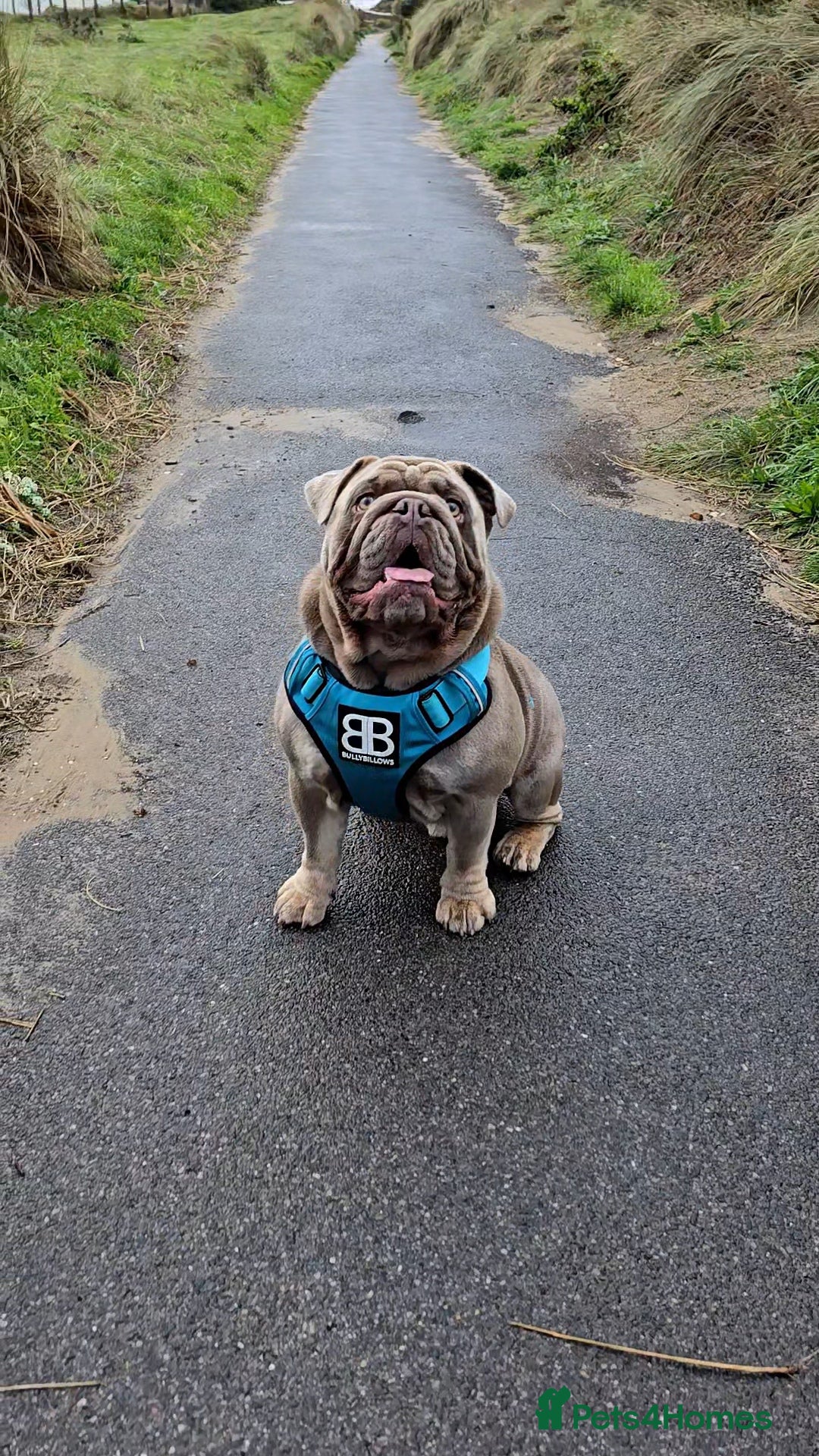English Bulldog dogs for stud: Lowkey, Pink & Fluffy carrier Proven Stud!  - Image 5