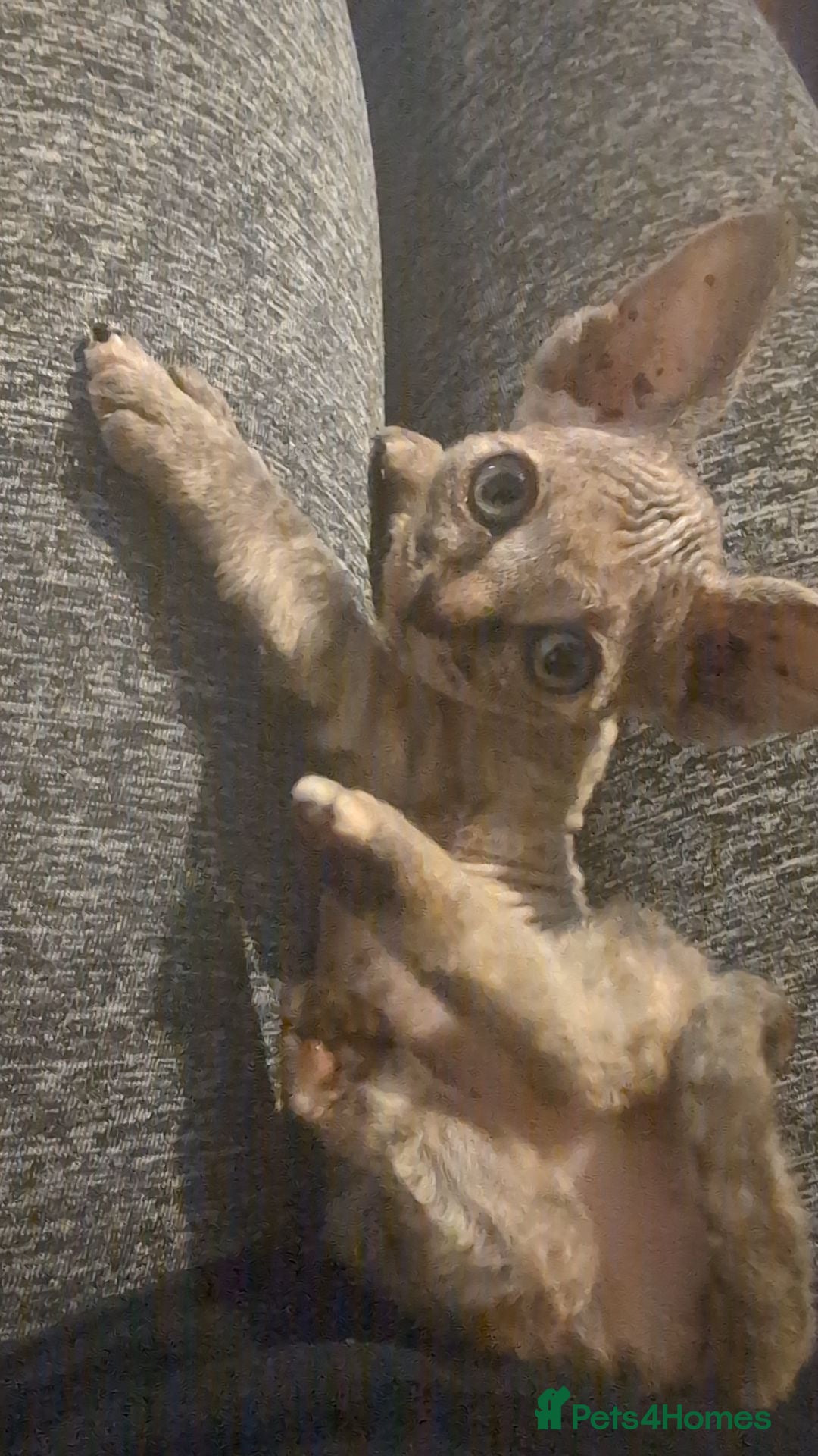 Sphynx cats for sale: Sphyx  - Image 1