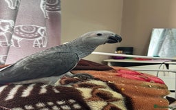 Parrots birds for sale: African grey baby parrot - Image 3